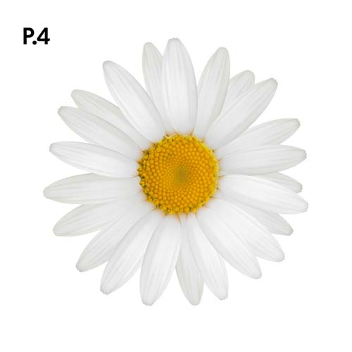 Přírodopis_motiv4.jpg Přírodopis_motiv4.jpg